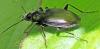 Agonum sp.